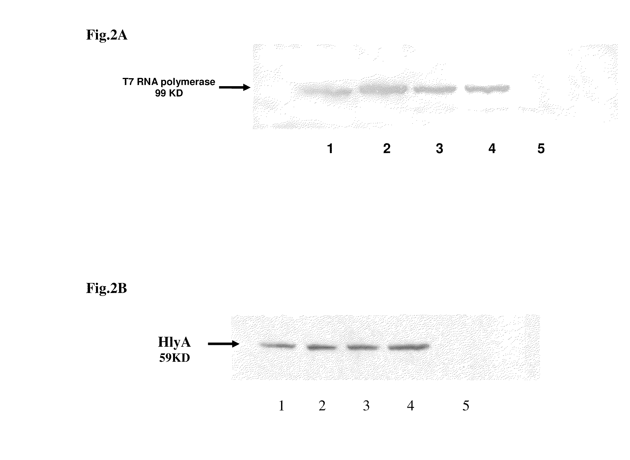 Compositions for bacterial mediated gene silencing and methods of using the same