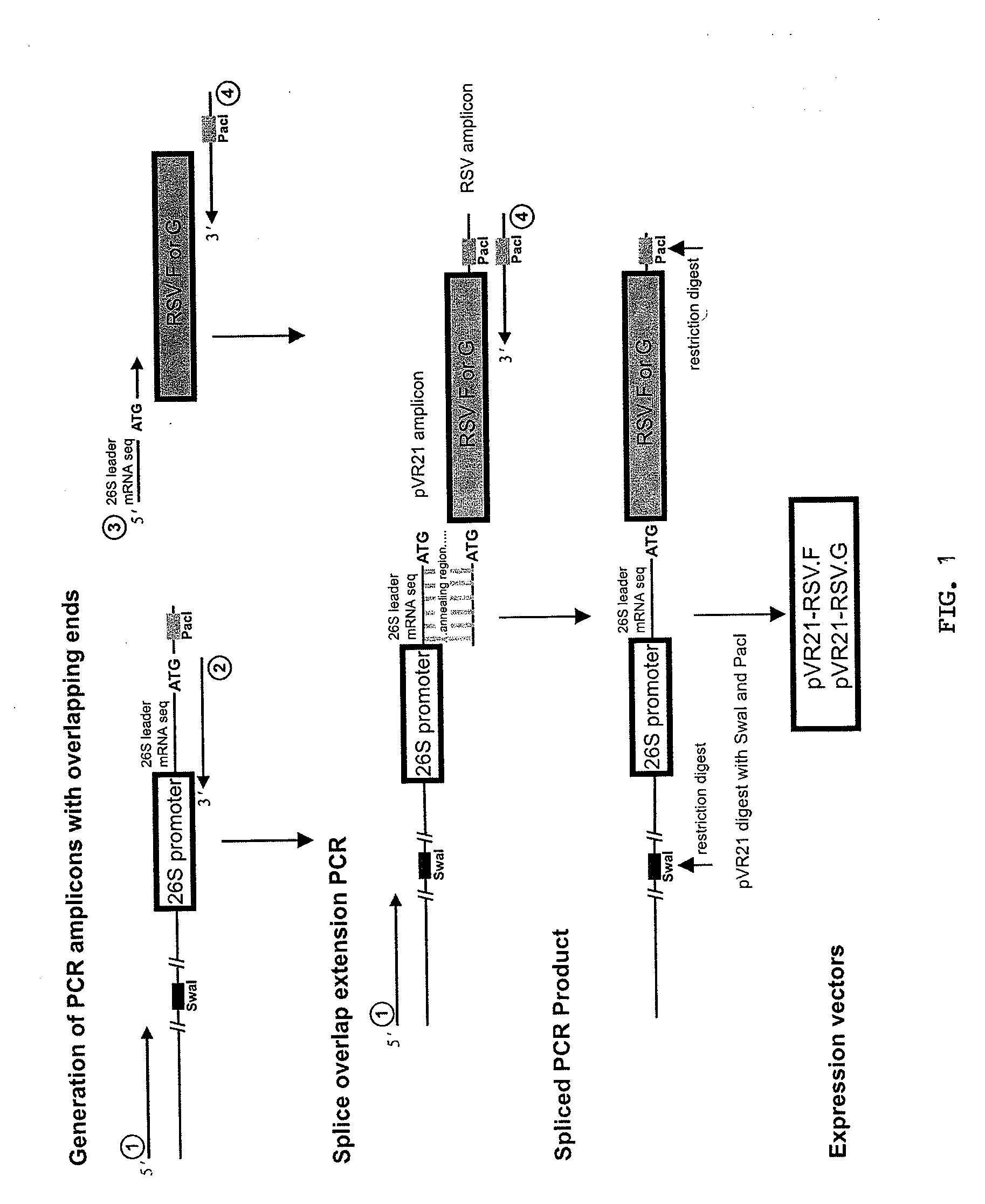 Vaccine for rsv and mpv