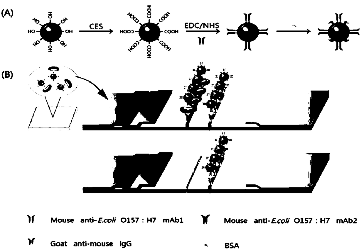 Method for performing immunochromatographic detection on escherichia coli O157:H7 by taking colored silicon dioxide nanometer microspheres as markers