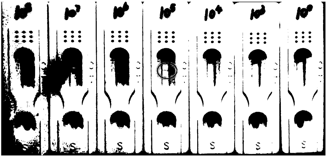 Method for performing immunochromatographic detection on escherichia coli O157:H7 by taking colored silicon dioxide nanometer microspheres as markers