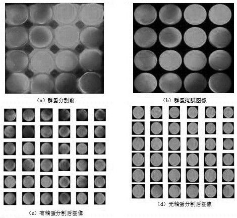 Deep learning-based egg group image segmentation fertilization information detection device and method