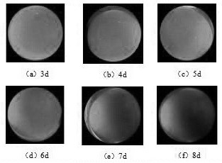 Deep learning-based egg group image segmentation fertilization information detection device and method