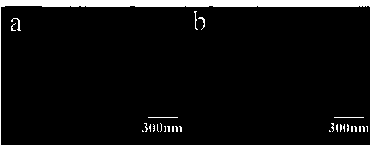 Monodispersed nano magnetic bead used for rapid sample pretreatment and preparation method thereof