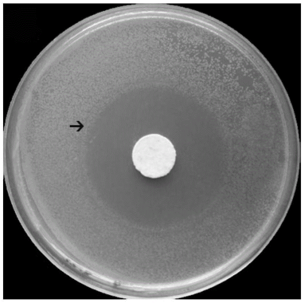 Injectable-porous-drug loaded polymethyl methacrylate-based composite scaffold bone transplant material and preparation method thereof