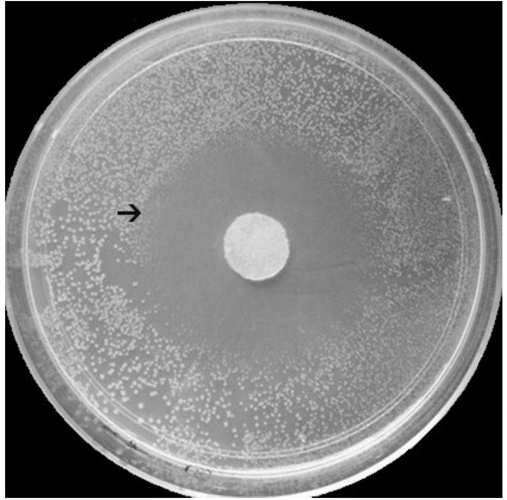 Injectable-porous-drug loaded polymethyl methacrylate-based composite scaffold bone transplant material and preparation method thereof