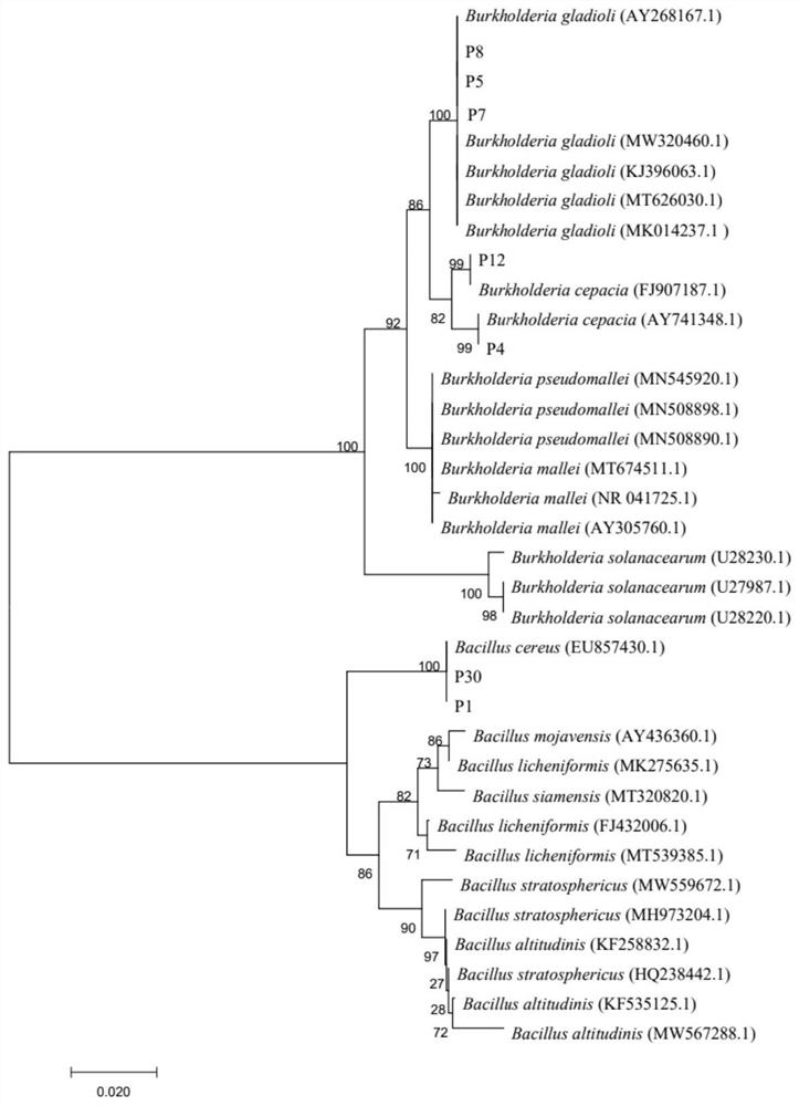 Burkholderia gladioli P7 and application thereof