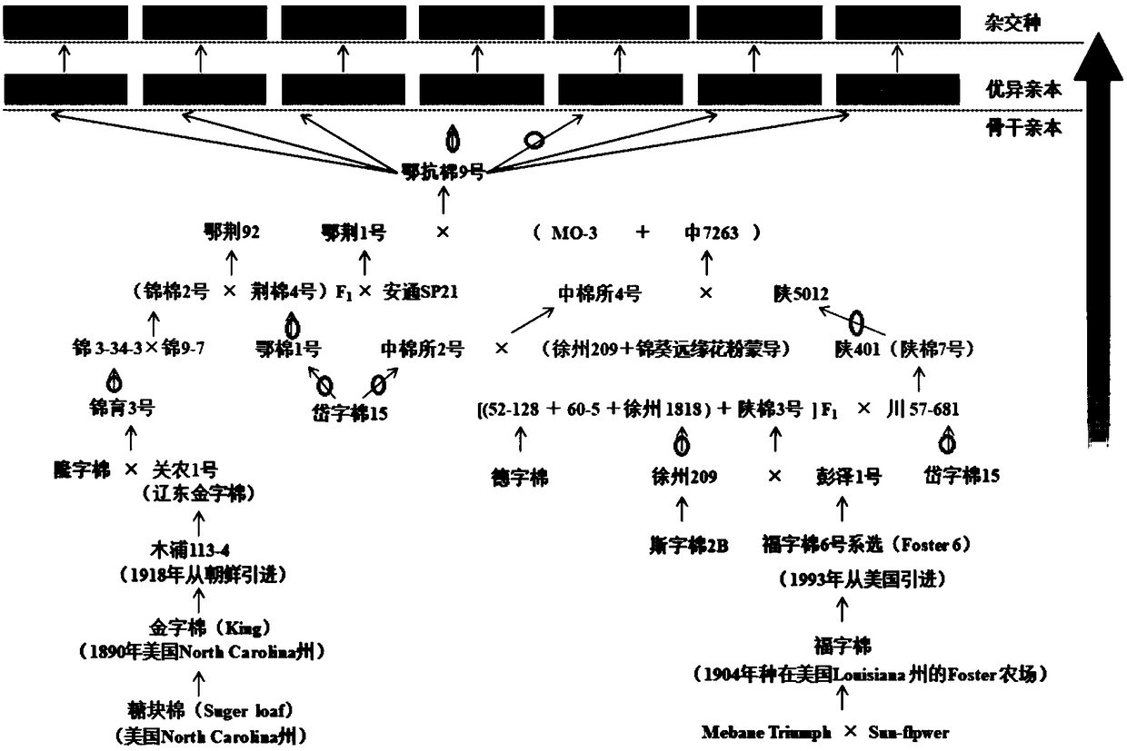 Identifying and breeding method of SNP marker for increasing cotton fiber yield and high-yield cotton