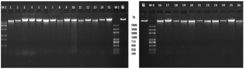 Identifying and breeding method of SNP marker for increasing cotton fiber yield and high-yield cotton