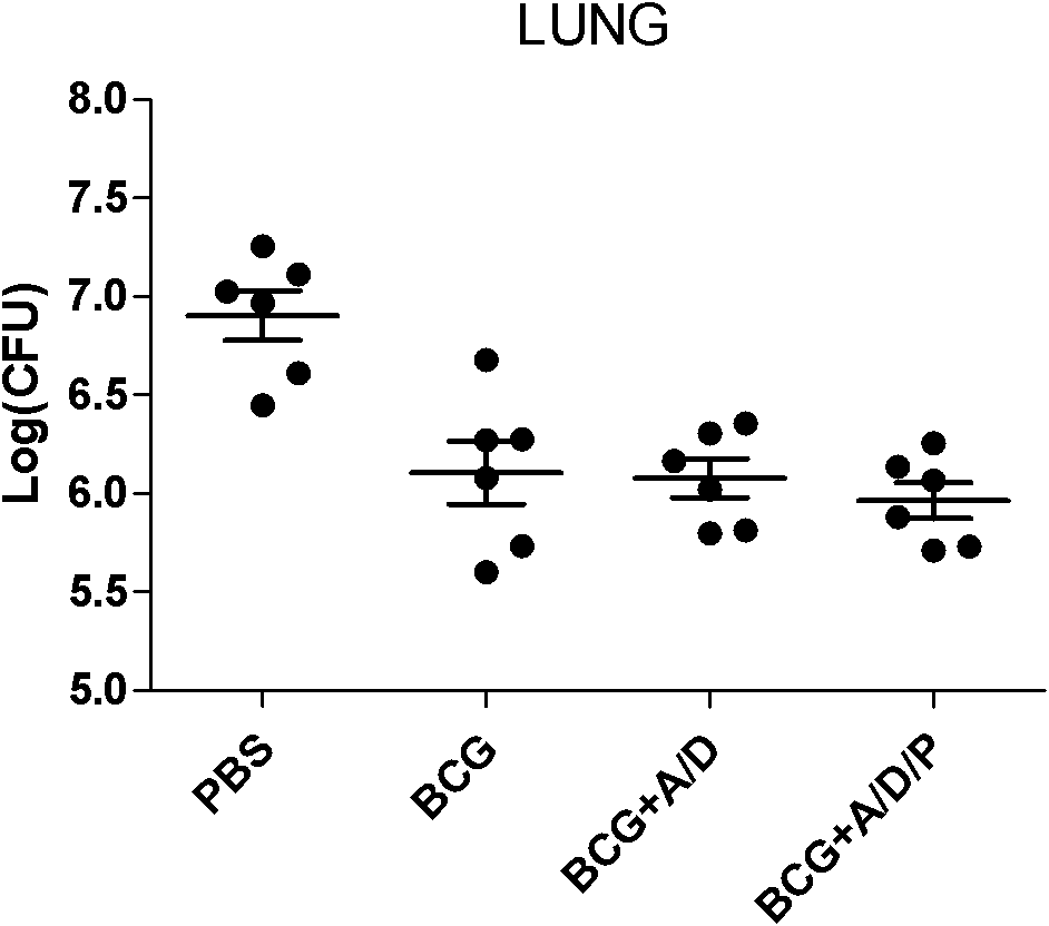 Application of polyinosinic-polycytidylic acid (poly I:C) combined dimo-thylidioctyl ammonium bromide (DDA) mixed adjuvant to preparation of tuberculosis subunit vaccines