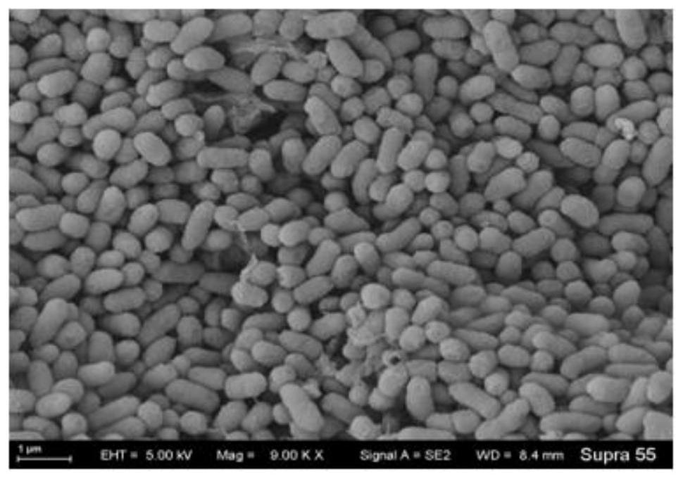 Cadmium-resistant strain, method for constructing symbiont with microalgae and application of symbiont