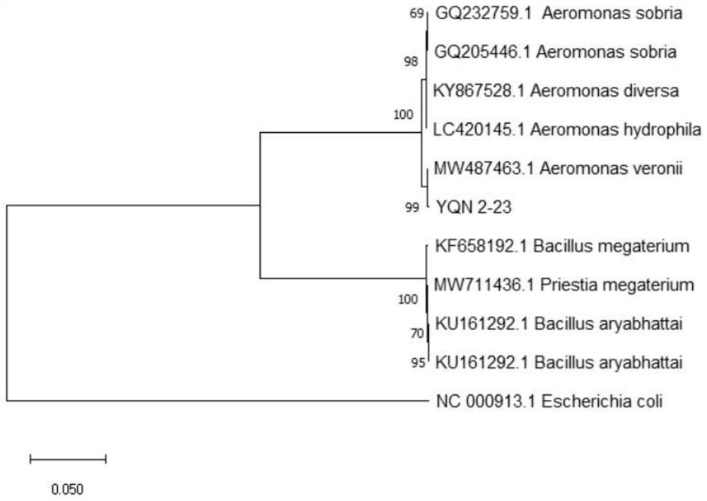 Cadmium-resistant strain, method for constructing symbiont with microalgae and application of symbiont