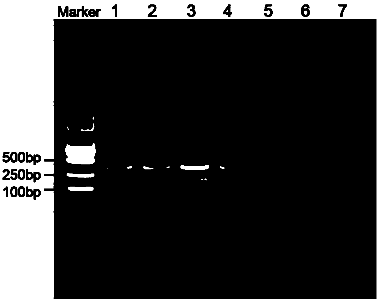 Method for detecting cucumber green mottle mosaic virus based on one-step process RPA technology