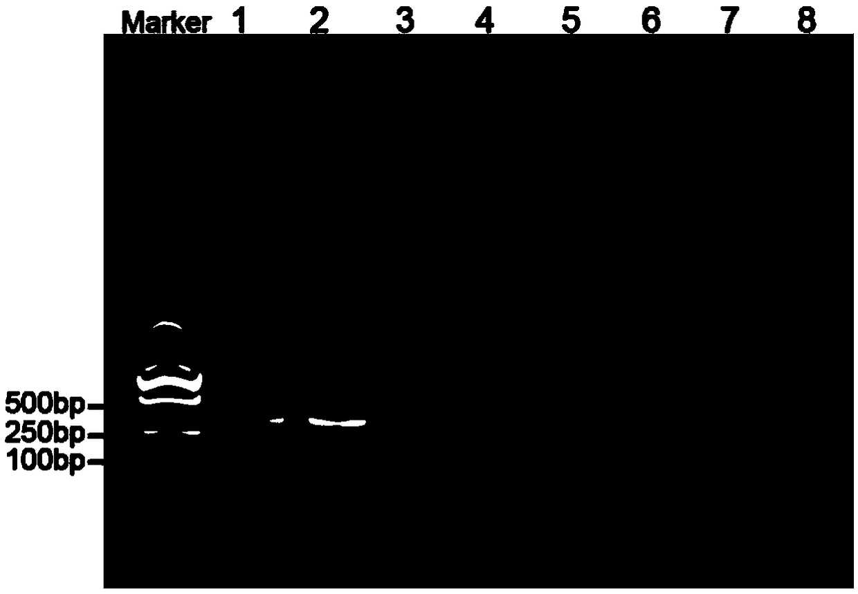 Method for detecting cucumber green mottle mosaic virus based on one-step process RPA technology