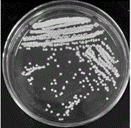 Meyerozyma guilliermondii 3-J15 and application thereof