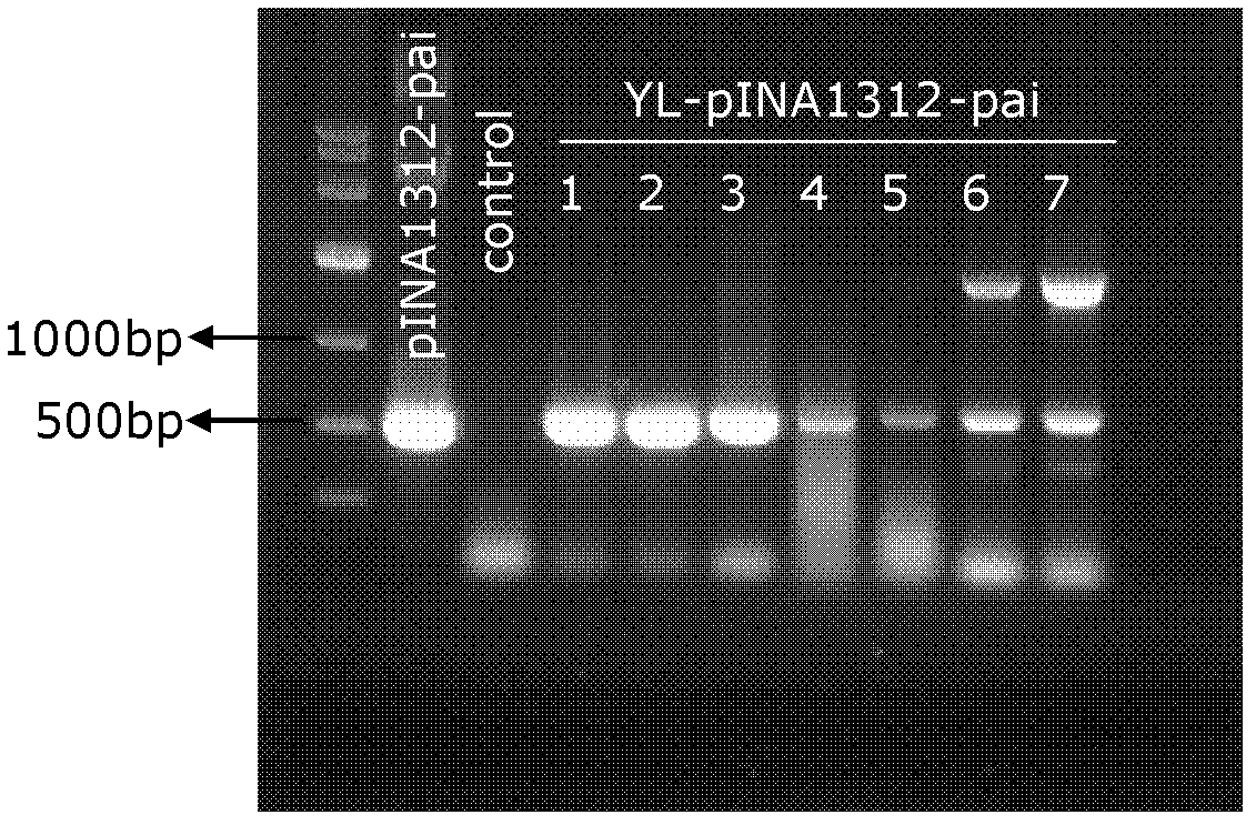 Recombinant yeast strain capable of producing conjugated linoleic acid and application thereof