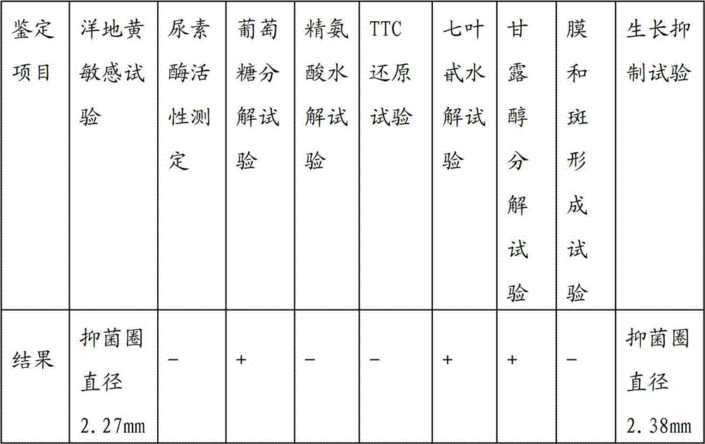 Novel mycoplasma hyopneumoniae bacterial strain and vaccine composition thereof