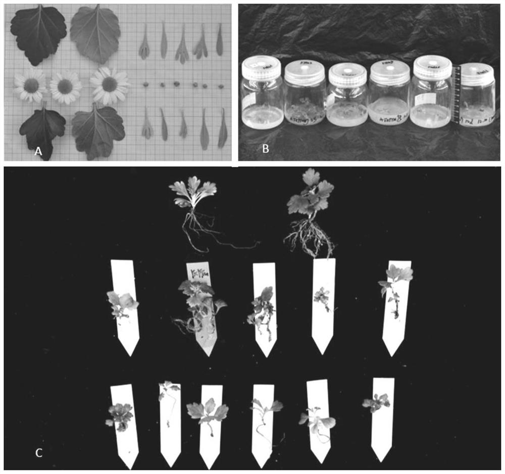 Method for creating intergenus distant hybrids of Hibiscus chrysanthemum and Chrysanthemum broadleaf