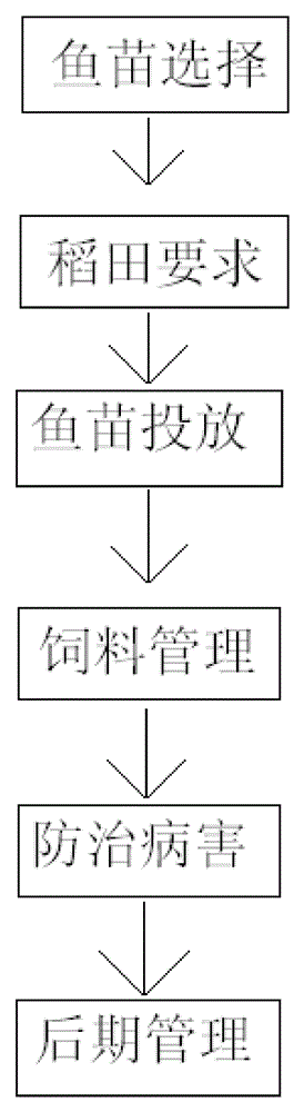 Method for mixed ecological breeding of trionyx sinensis and crucian in paddy field