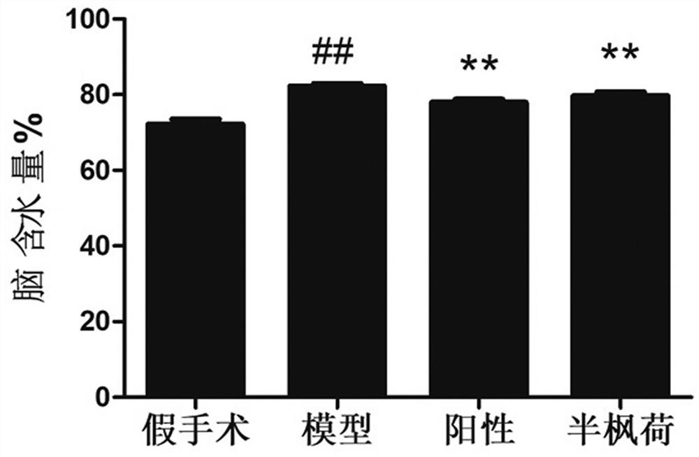 Application of semiliquidambar cathayensis or semiliquidambar cathayensis extract in preparation of anti-cerebral ischemia drugs