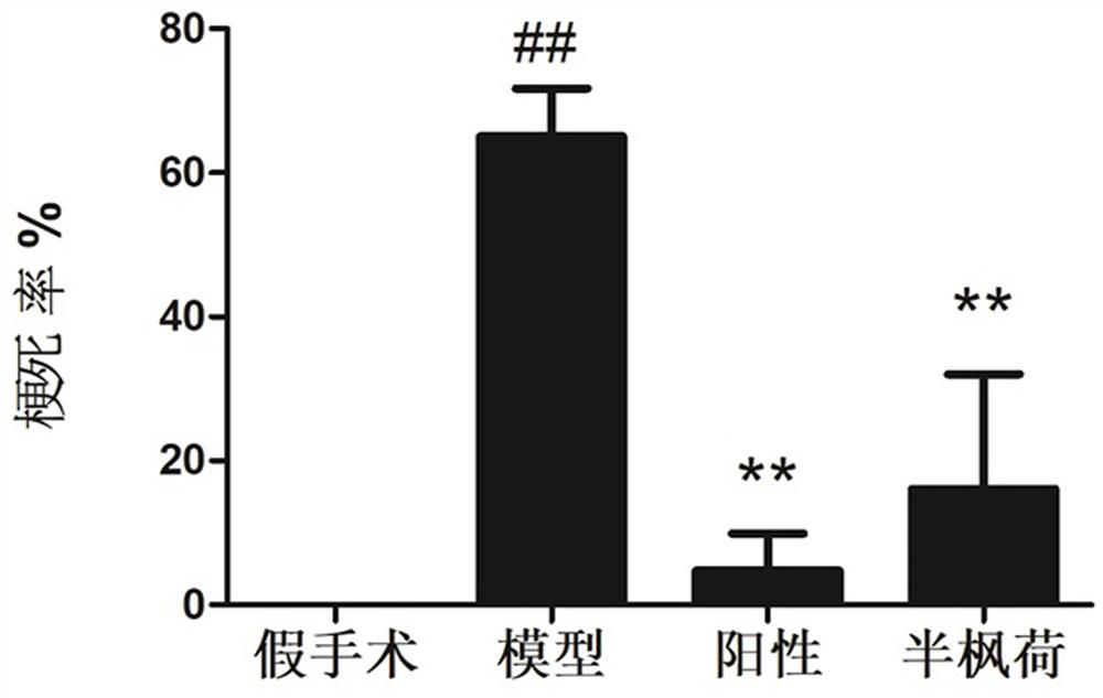 Application of semiliquidambar cathayensis or semiliquidambar cathayensis extract in preparation of anti-cerebral ischemia drugs