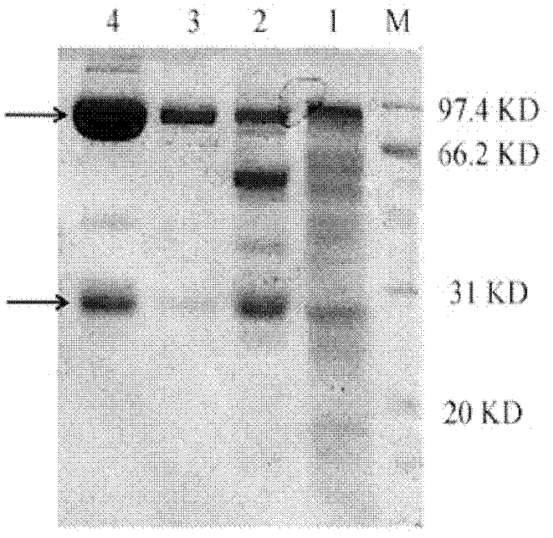 A method for producing turbot immunoglobulin