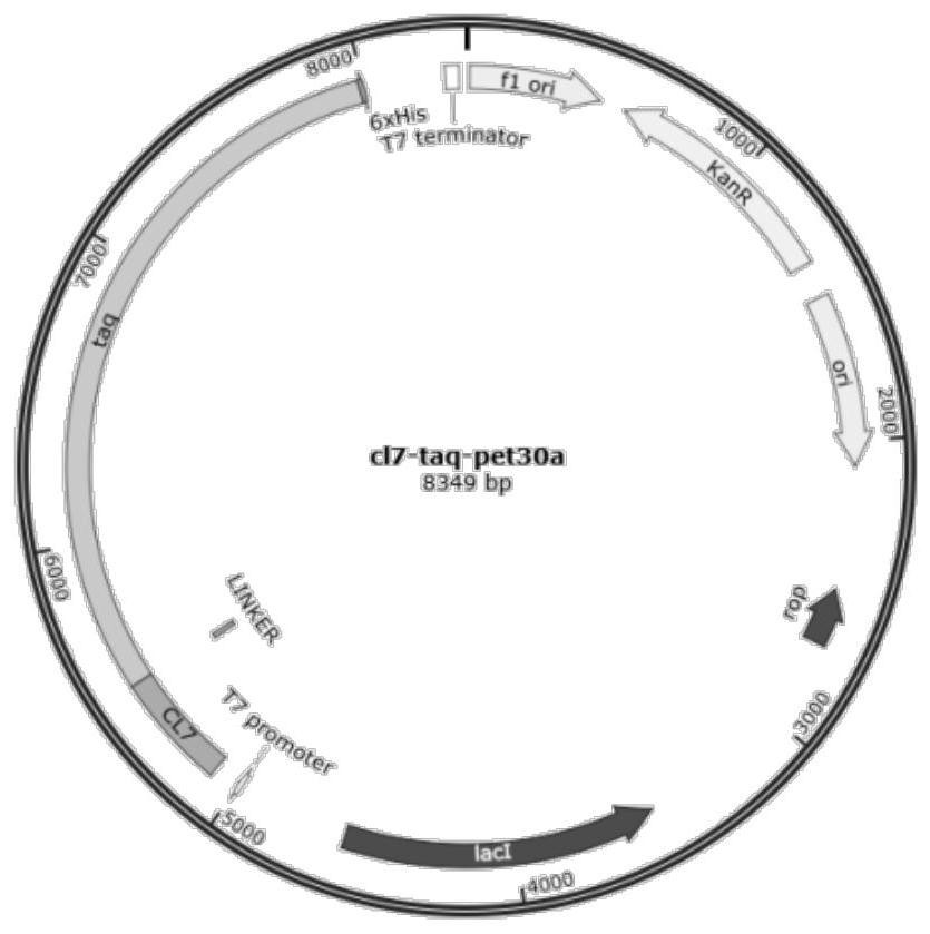 Recombinant polymerase, encoding gene, preparation method, vector, kit and application