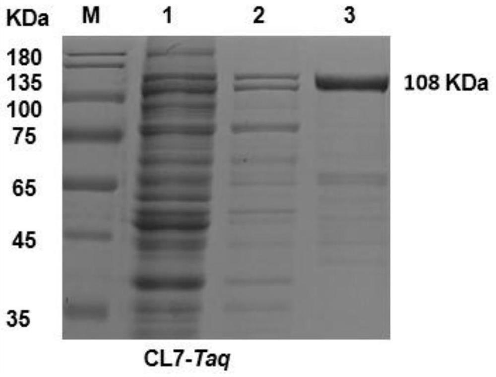 Recombinant polymerase, encoding gene, preparation method, vector, kit and application