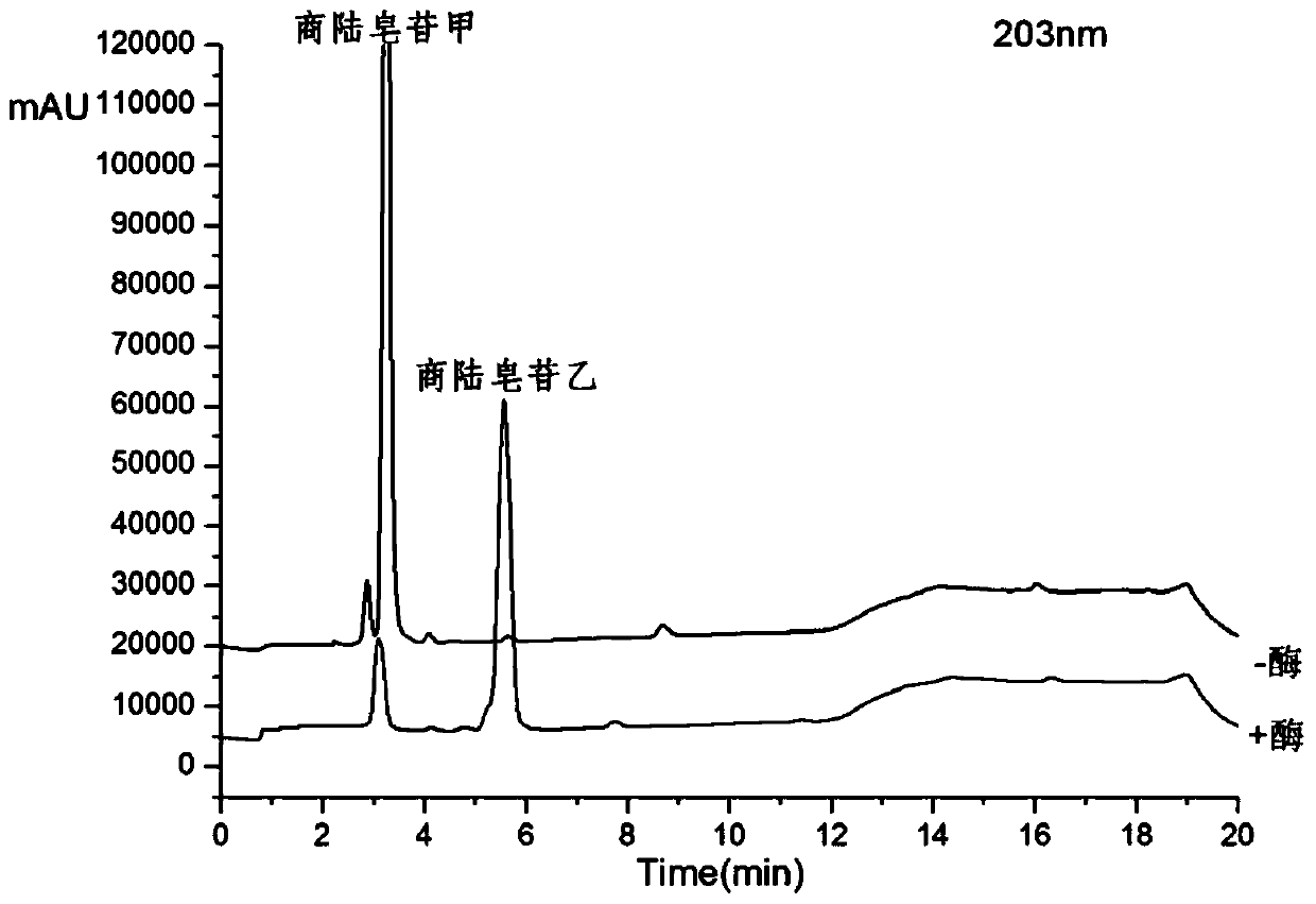 A kind of method of enzymatic hydrolysis of pokeweed saponin A to prepare pokeweed saponin B