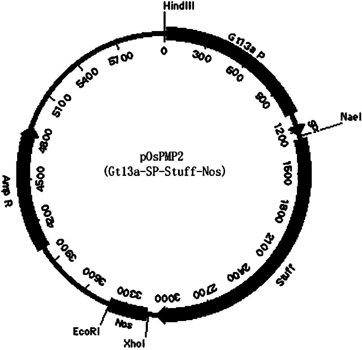 Method for producing recombinant human basic fibroblast growth factor from paddy rice seeds