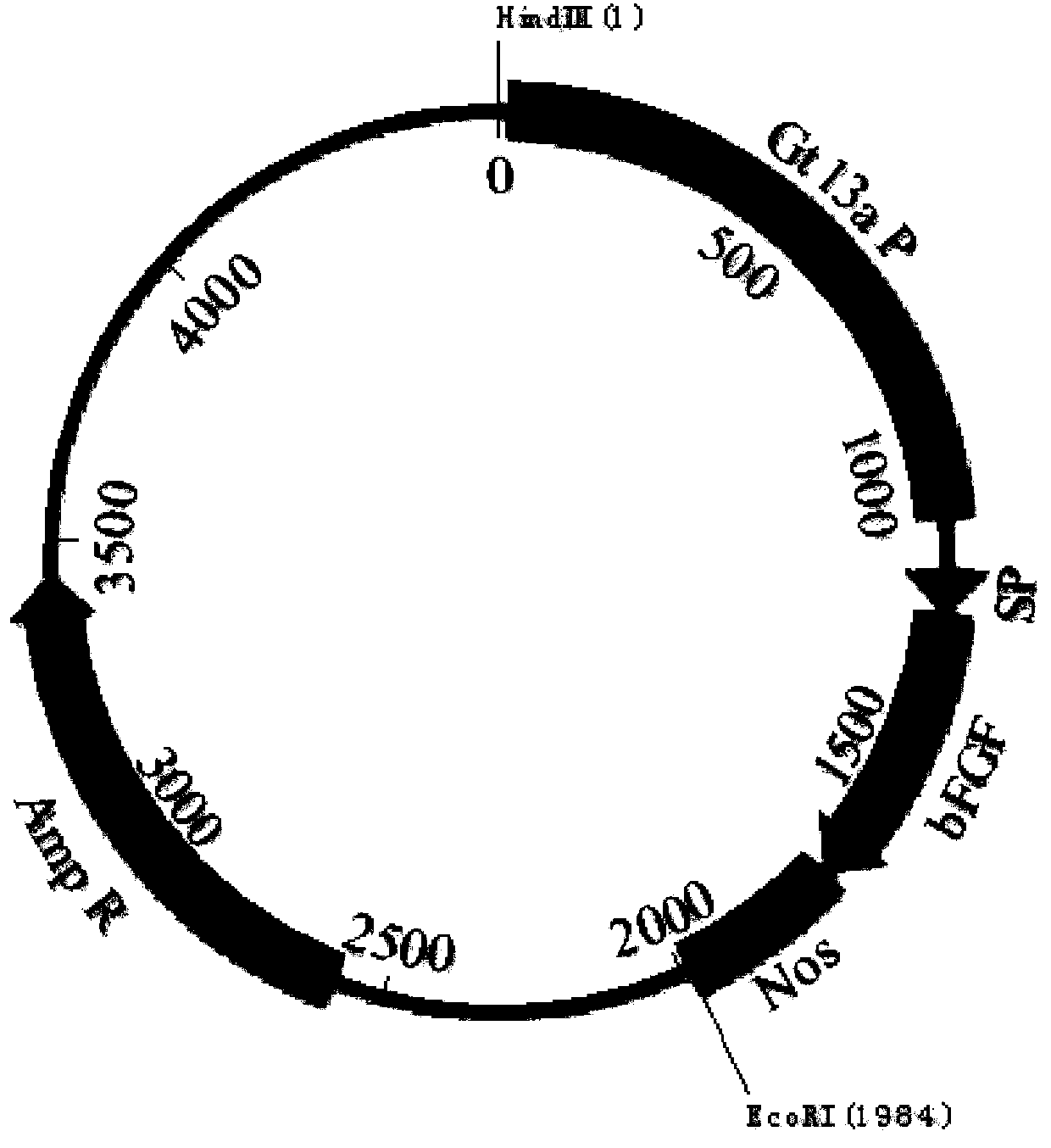 Method for producing recombinant human basic fibroblast growth factor from paddy rice seeds