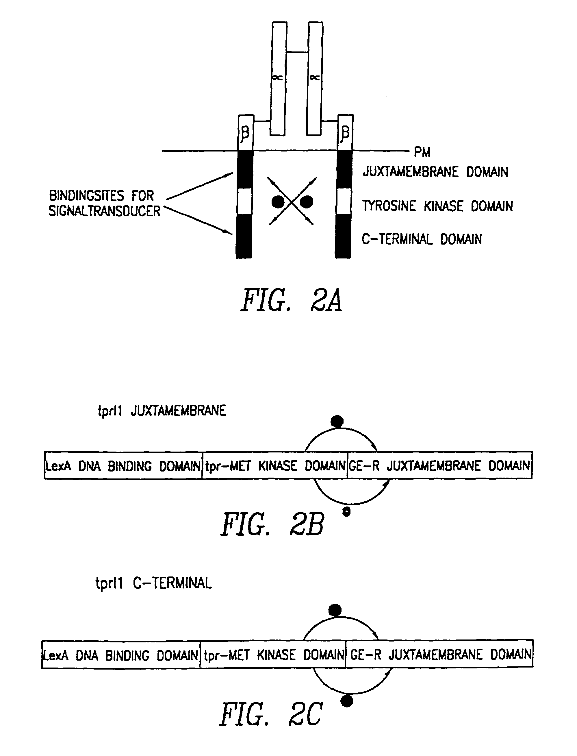 Methods for detecting cancer cells by using nucleic acid encoding for IGF-1 receptor interacting proteins