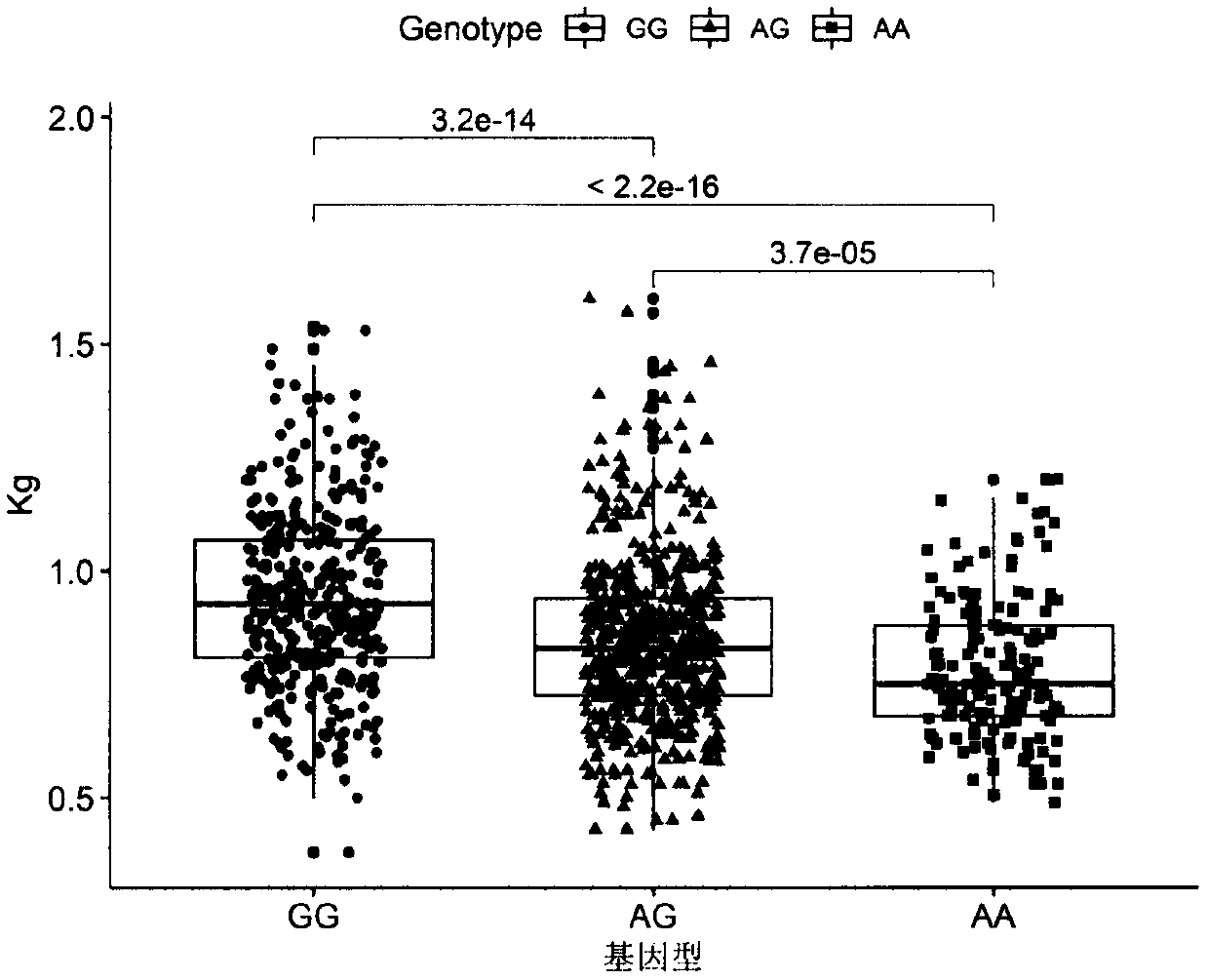 SNP locus relevant with spleen weight on chromosome 6 of meat Simmental cattle and application of SNP locus