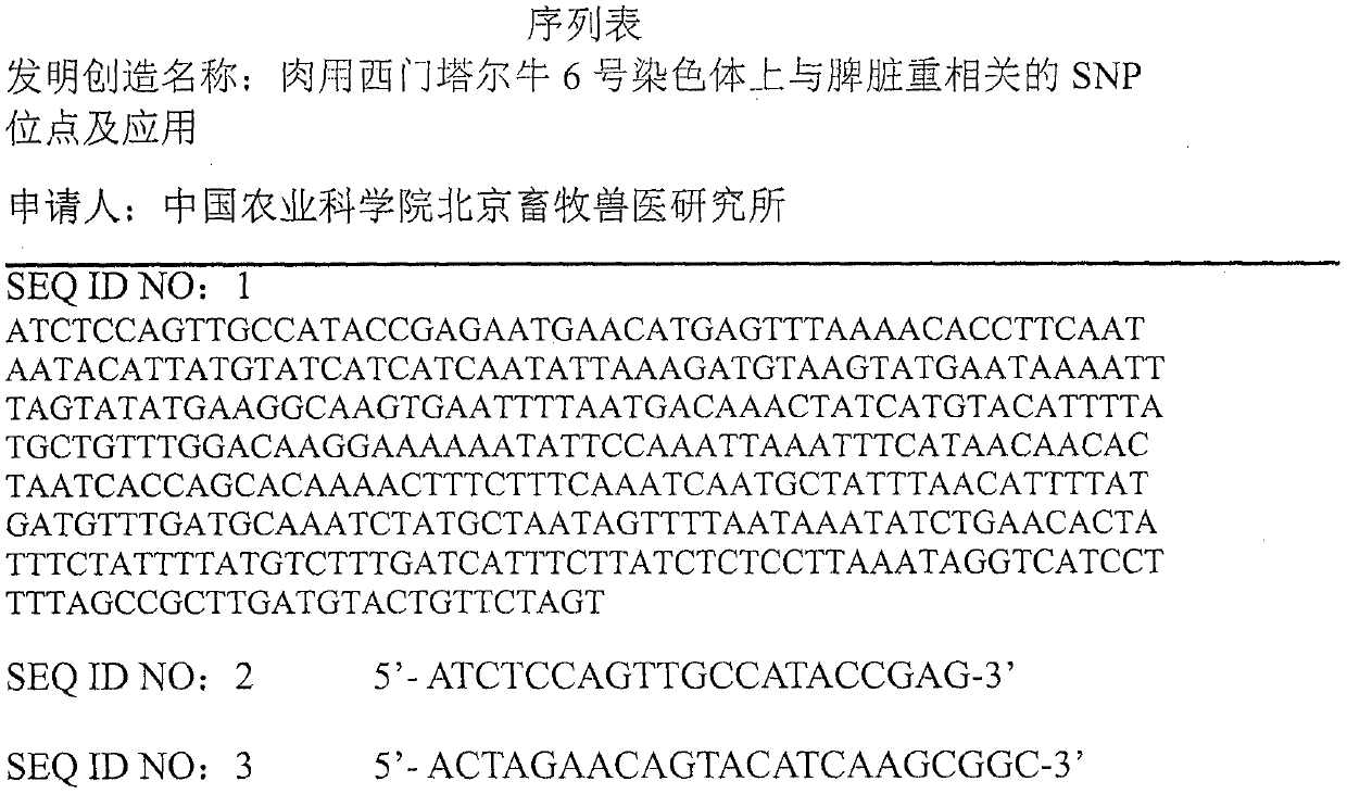 SNP locus relevant with spleen weight on chromosome 6 of meat Simmental cattle and application of SNP locus