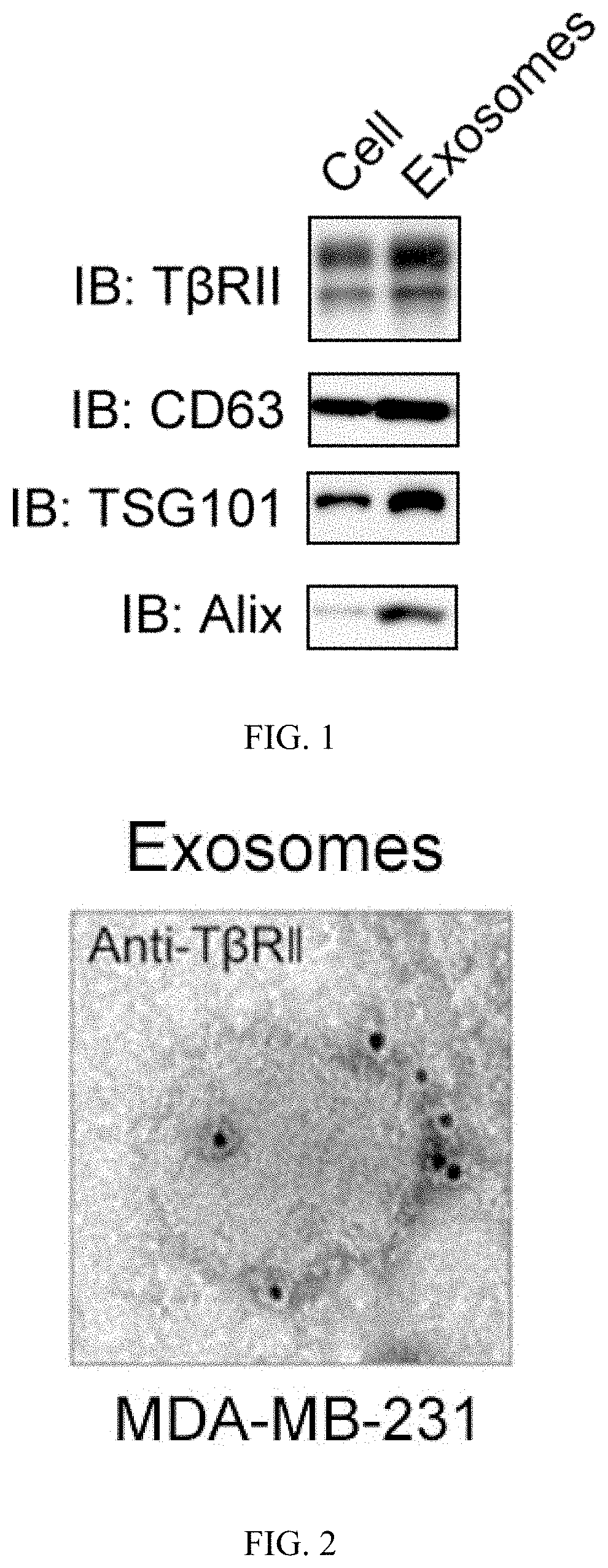 An application of exosome tbrii protein as a marker in the preparation of breast cancer detection kit