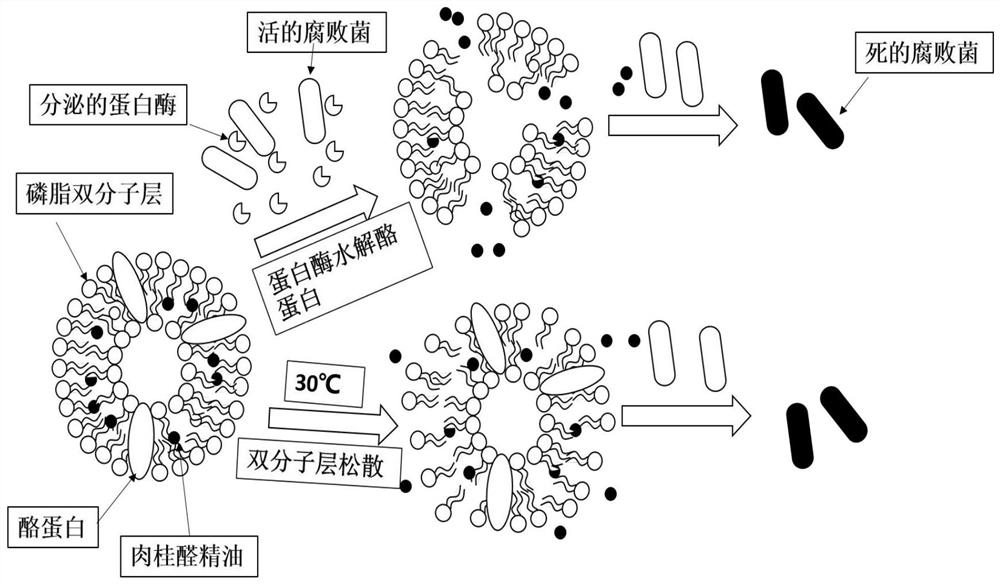 A preparation method of cinnamaldehyde essential oil liposome antibacterial bilayer membrane with adjustable release