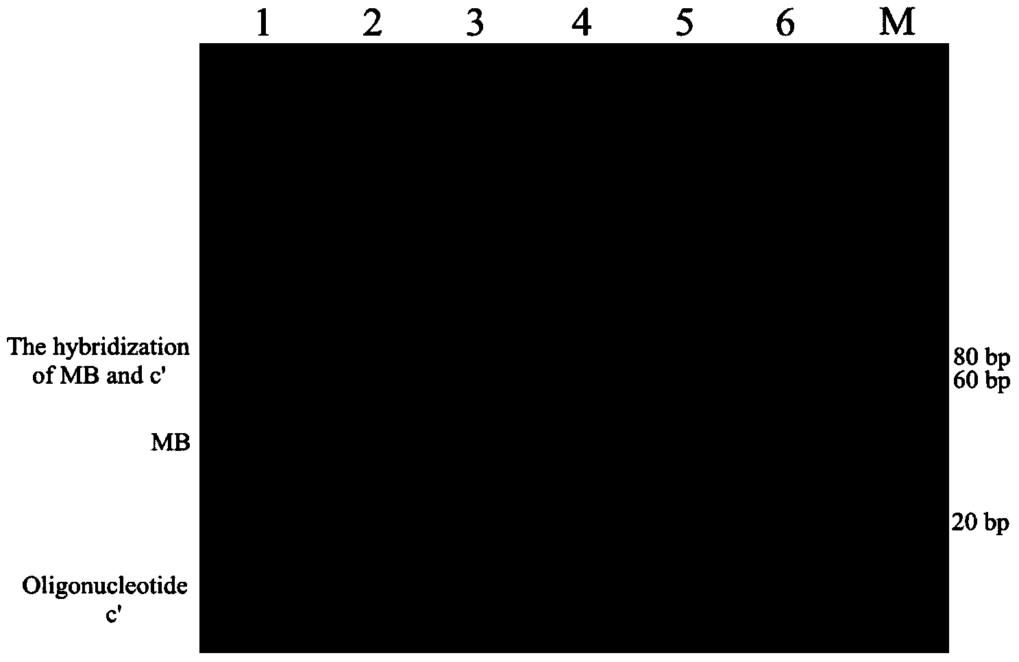 Single primer-initiated nucleic acid constant temperature amplification method