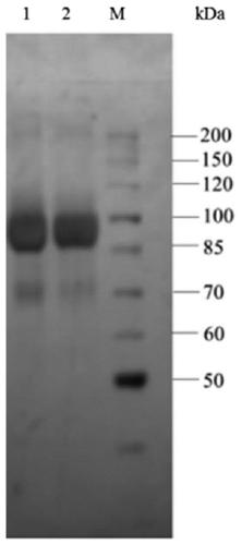 A method for improving the thermal stability of α-l-rhamnosidase r-rha1