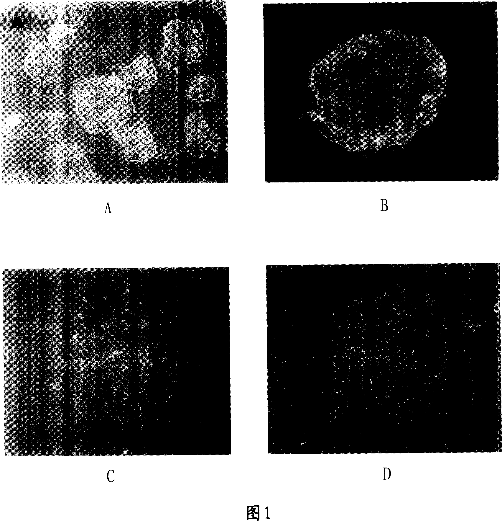 In vitro induction of embryo stem cell source elliptocyte and separation purification culturing method