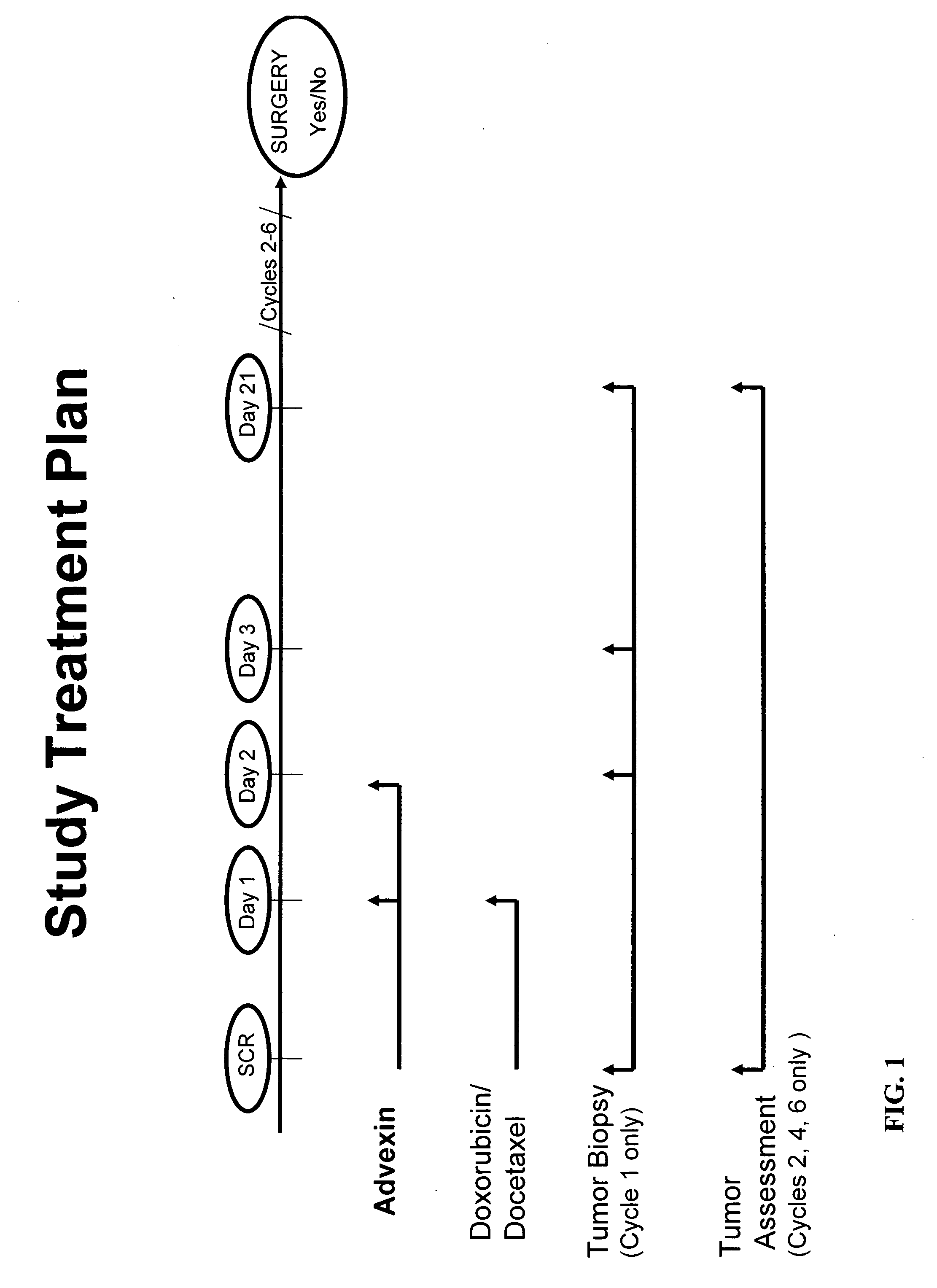 Cancer immunotherapy incorporating p53