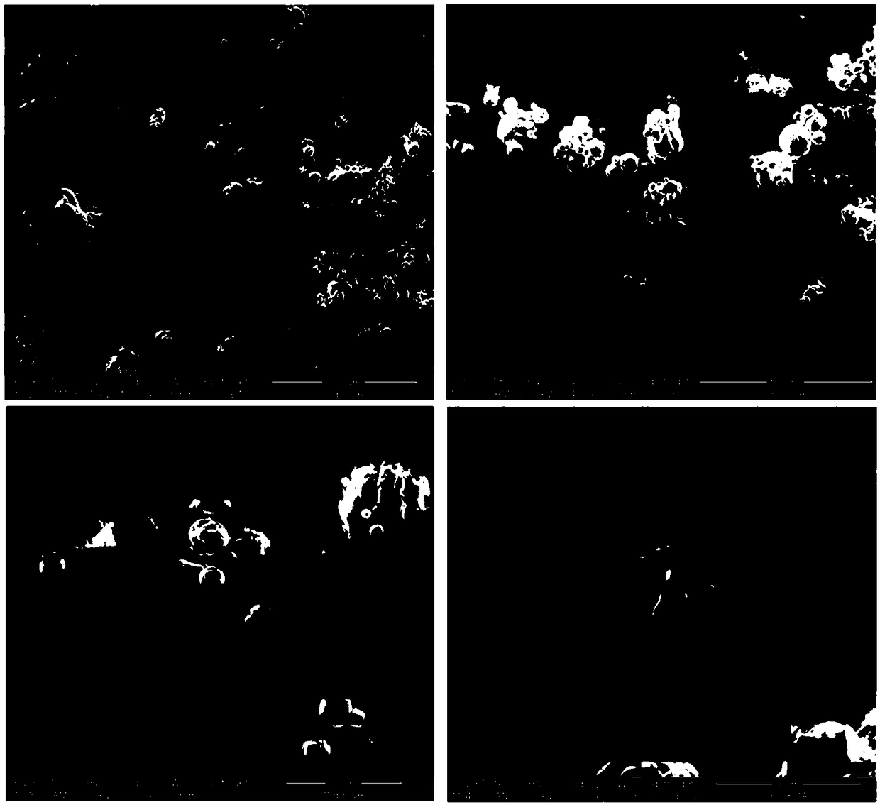 Application of fullerene micro-capsule powder as feed additive