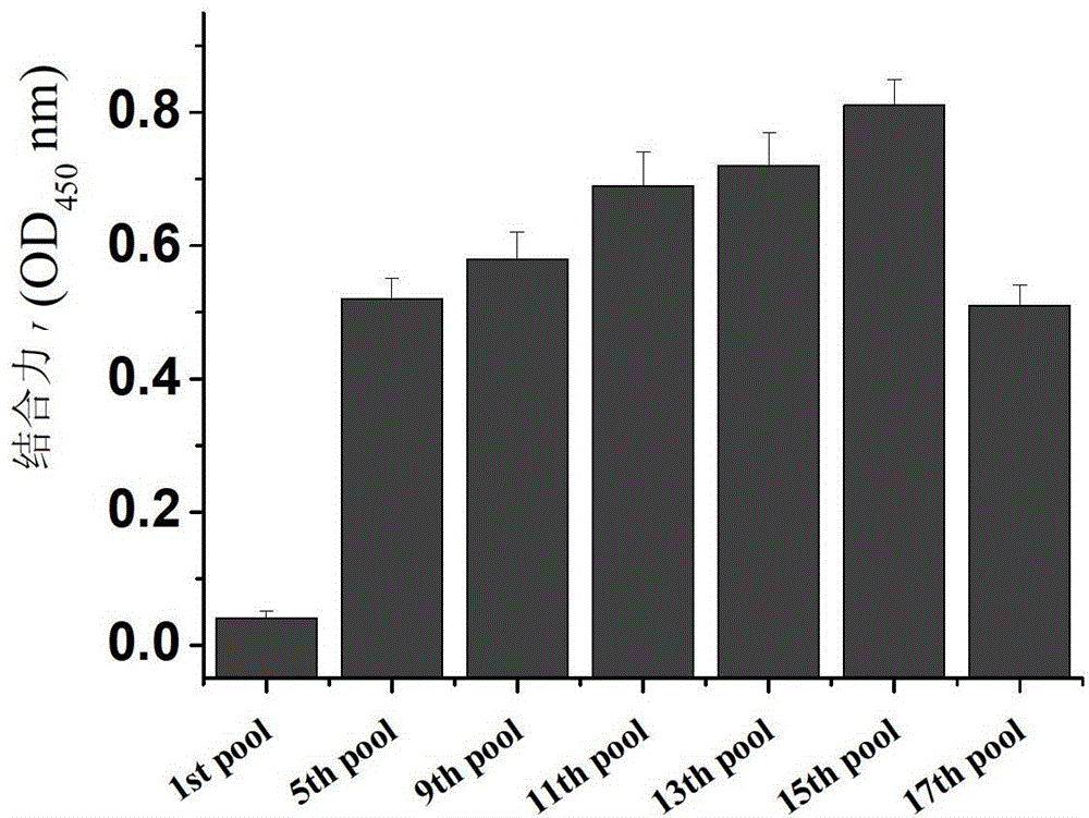 Nucleic acid aptamer capable of being specifically bound to tubercle bacillus antigen and application thereof