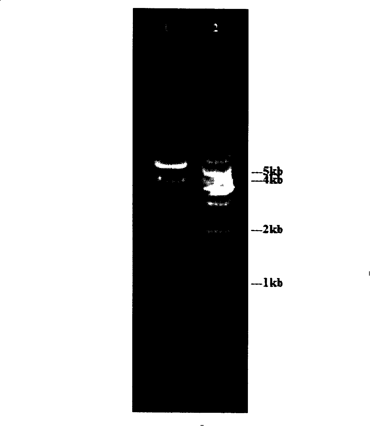 Pichia yeast genetic engineering bacteria for producing glutathione and recombinant plasmid used for constructing the same