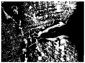 Control method for casting blank surface cracks caused by proeutectoid ferrites