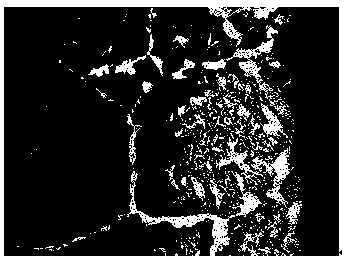 Control method for casting blank surface cracks caused by proeutectoid ferrites