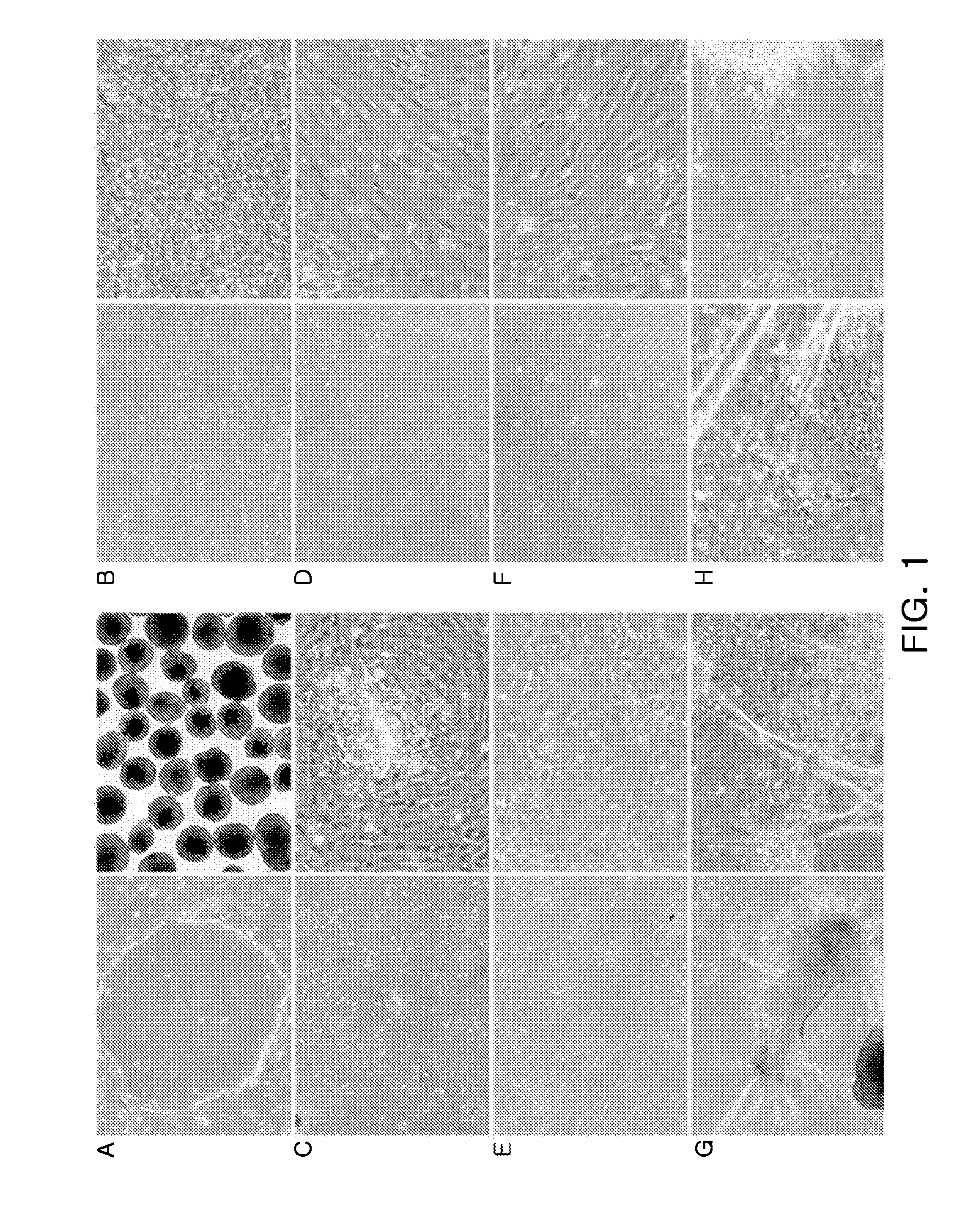 Method for differentiation into retinal cells from stem cells