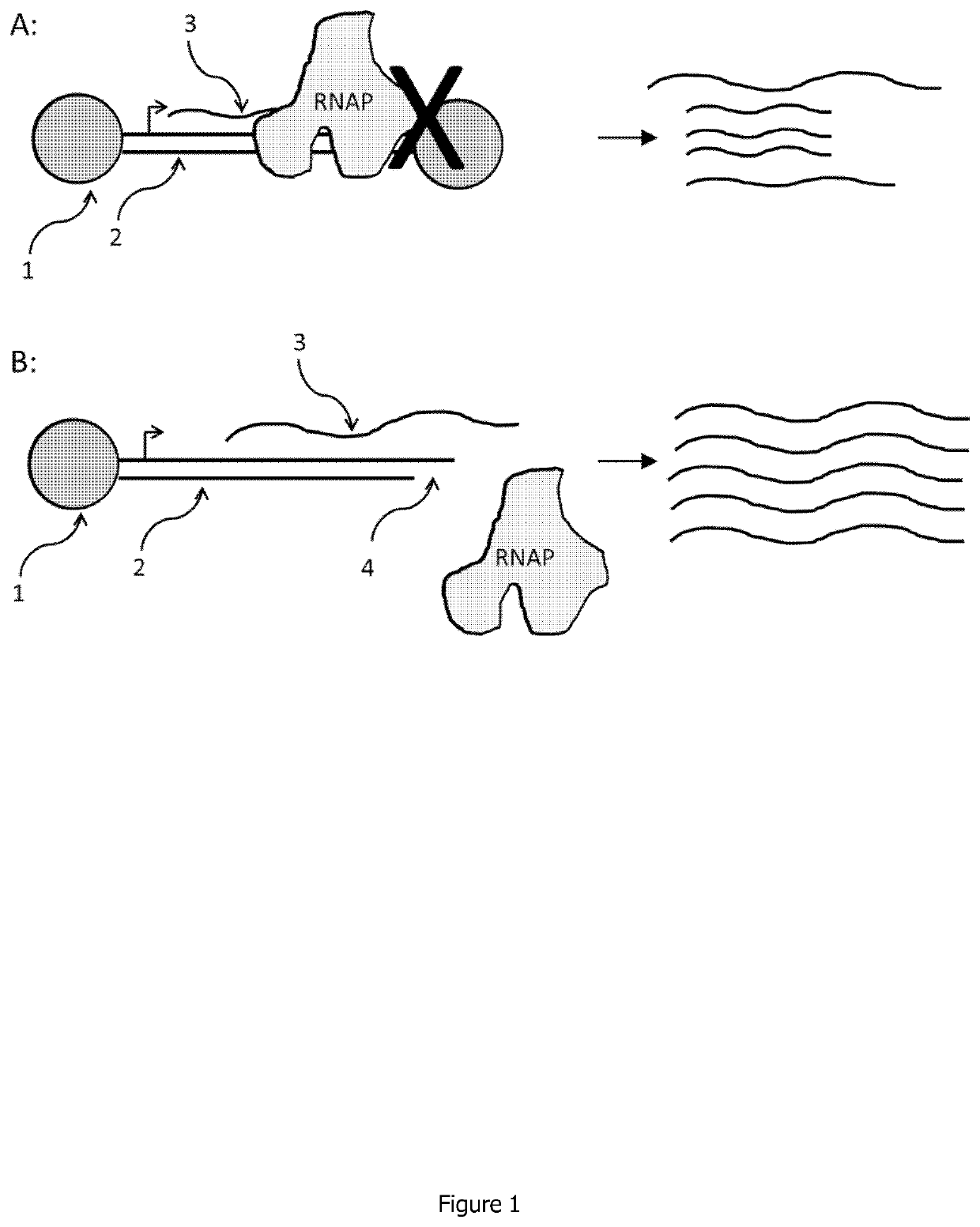 Linear double stranded DNA coupled to a single support or a tag and methods for producing said linear double stranded DNA