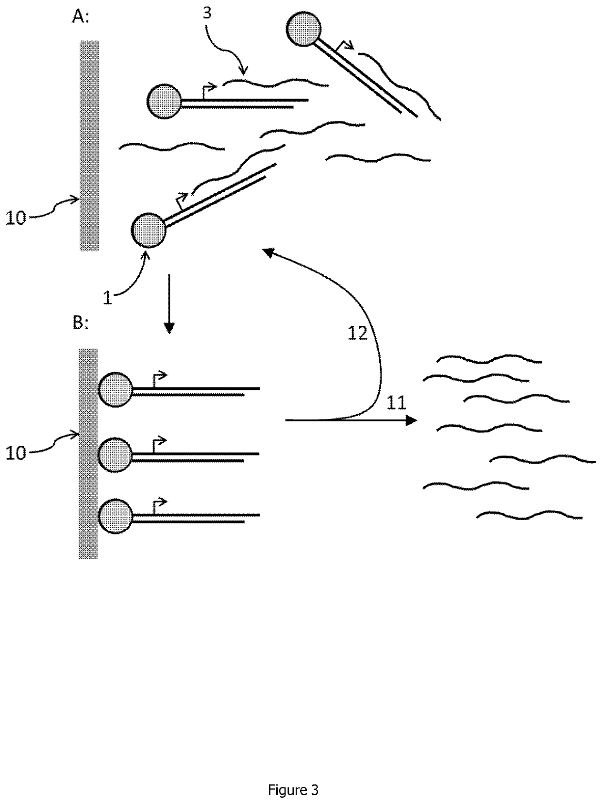 Linear double stranded DNA coupled to a single support or a tag and methods for producing said linear double stranded DNA