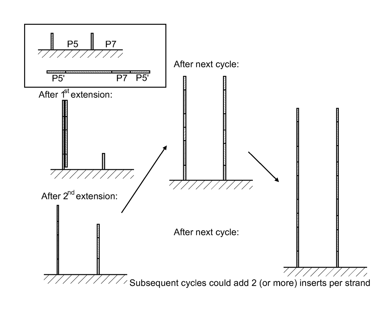 Surface concatemerization of templates