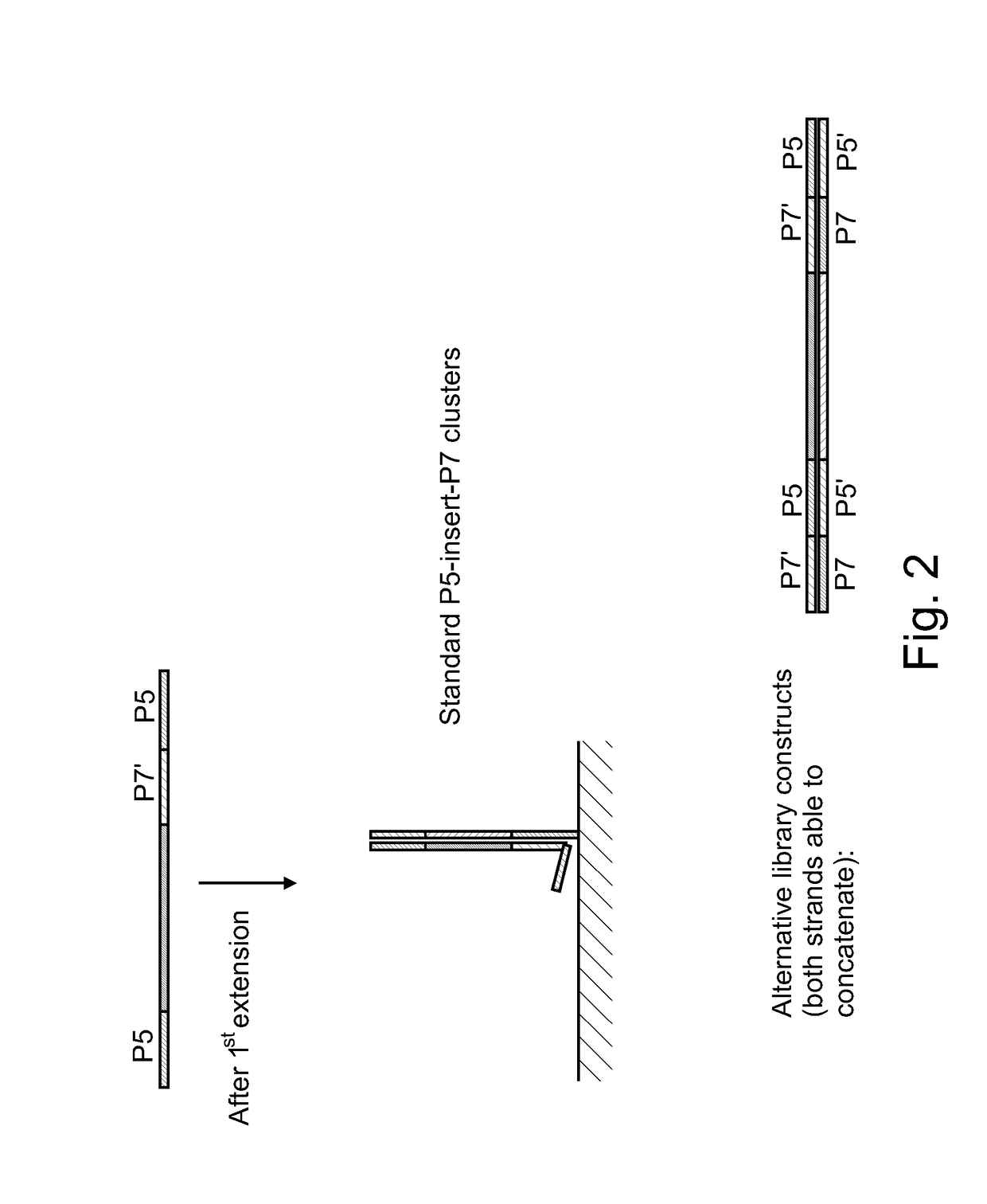 Surface concatemerization of templates