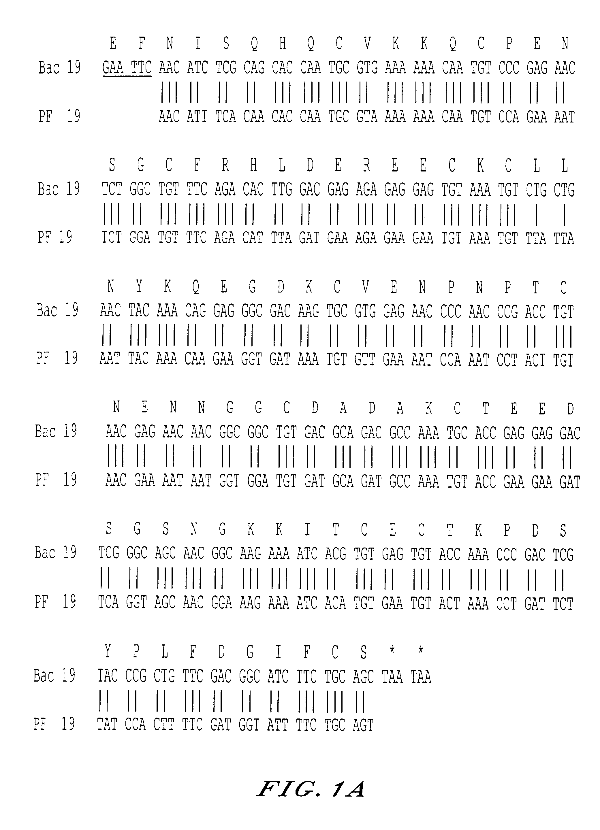 Recombinant protein containing a C-terminal fragment of plasmodium MSP-1